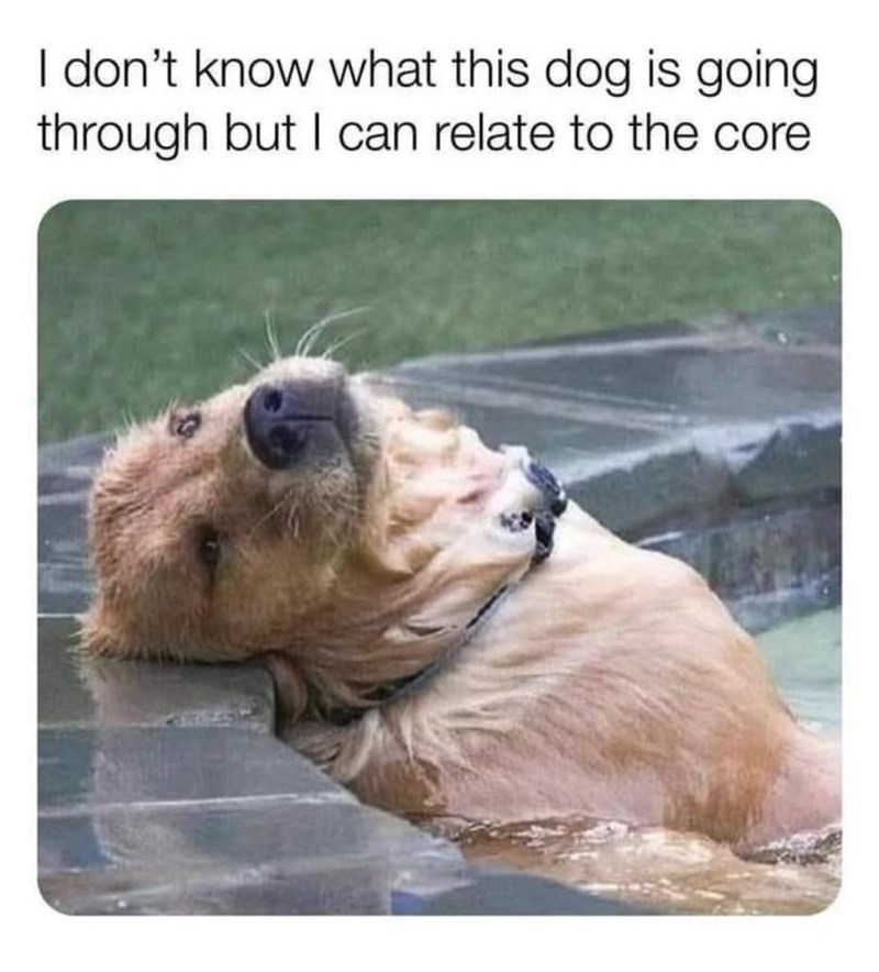 I don't know what this dog is going. through but I can relate to the core