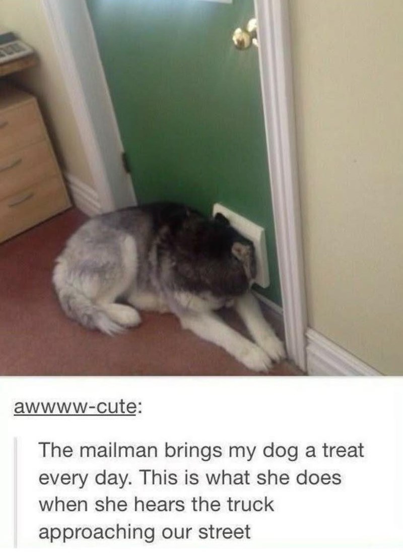 awwww-cute: The mailman brings my dog a treat every day. This is what she does when she hears the truck approaching our street