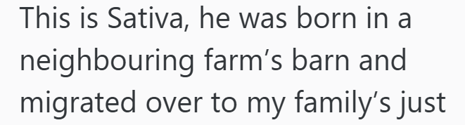 This is Sativa, he was born in a neighbouring farm's barn and migrated over to my family's just