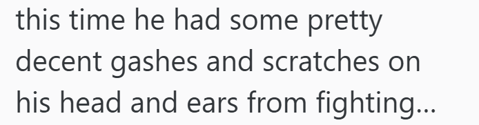 this time he had some pretty decent gashes and scratches on his head and ears from fighting...