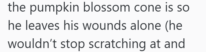 the pumpkin blossom cone is so he leaves his wounds alone (he wouldn't stop scratching at and