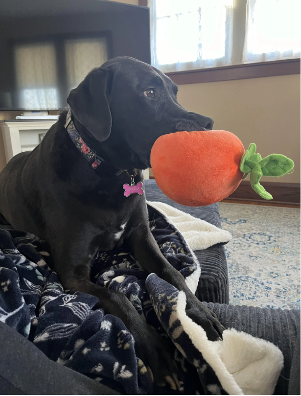 STELLA