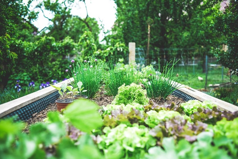 A raised backyard vegetable garden filled with fresh lettuce, herbs, and other plants.