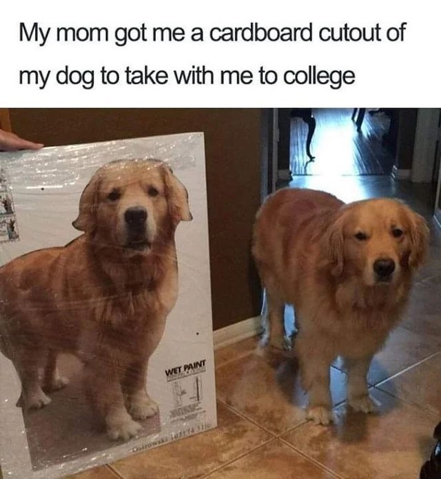 My mom got me a cardboard cutout of my dog to take with me to college WET PAINT MONIC Ostrowski jest 74 11