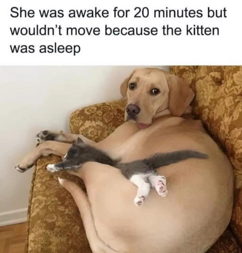 She was awake for 20 minutes but wouldn't move because the kitten was asleep