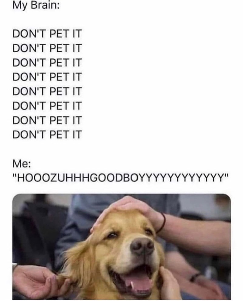 My Brain: DON'T PET IT DON'T PET IT DON'T PET IT DON'T PET IT DON'T PET IT DON'T PET IT DON'T PET IT DON'T PET IT Me: "HOOOZUHHHGOODBOYYYYYYYYYYYY"