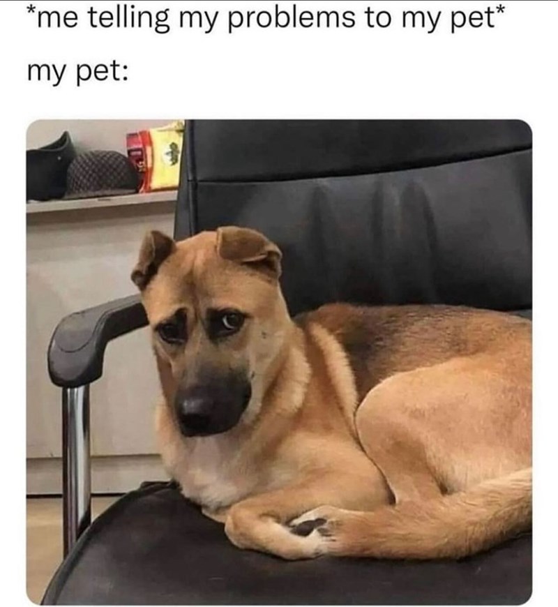 *me telling my problems to my pet* my pet: