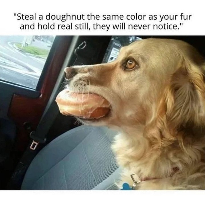 "Steal a doughnut the same color as your fur and hold real still, they will never notice."