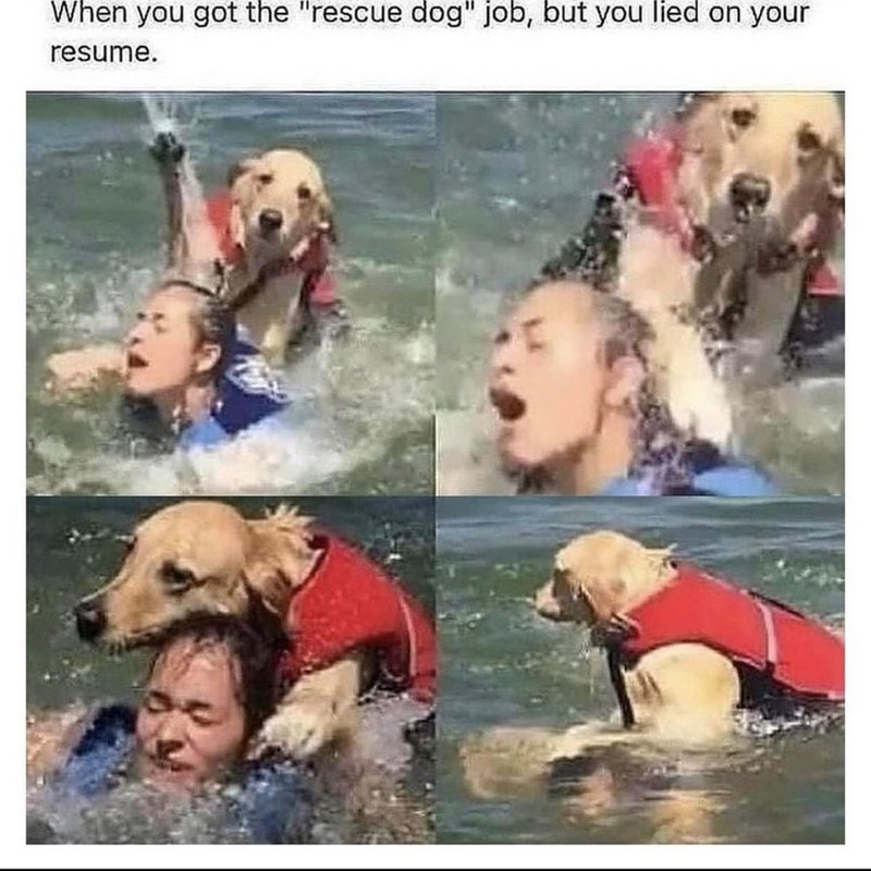 When you got the "rescue dog" job, but you lied on your resume.