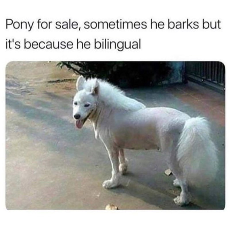 Pony for sale, sometimes he barks but it's because he bilingual