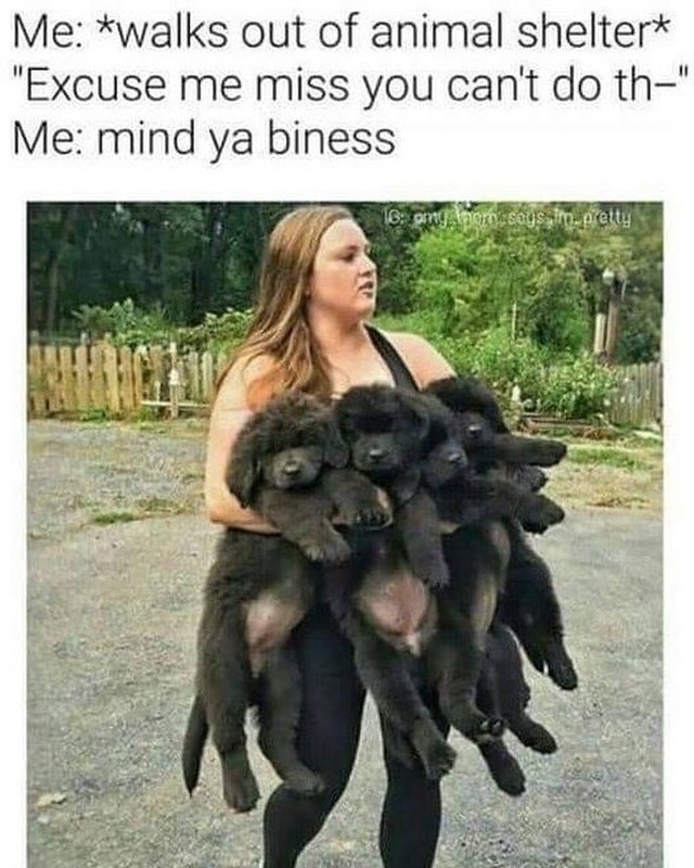 Me: *walks out of animal shelter* "Excuse me miss you can't do th=" Me: mind ya biness 18: am! Anom says im pretty