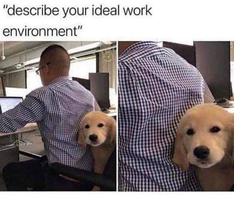 "describe your ideal work environment"