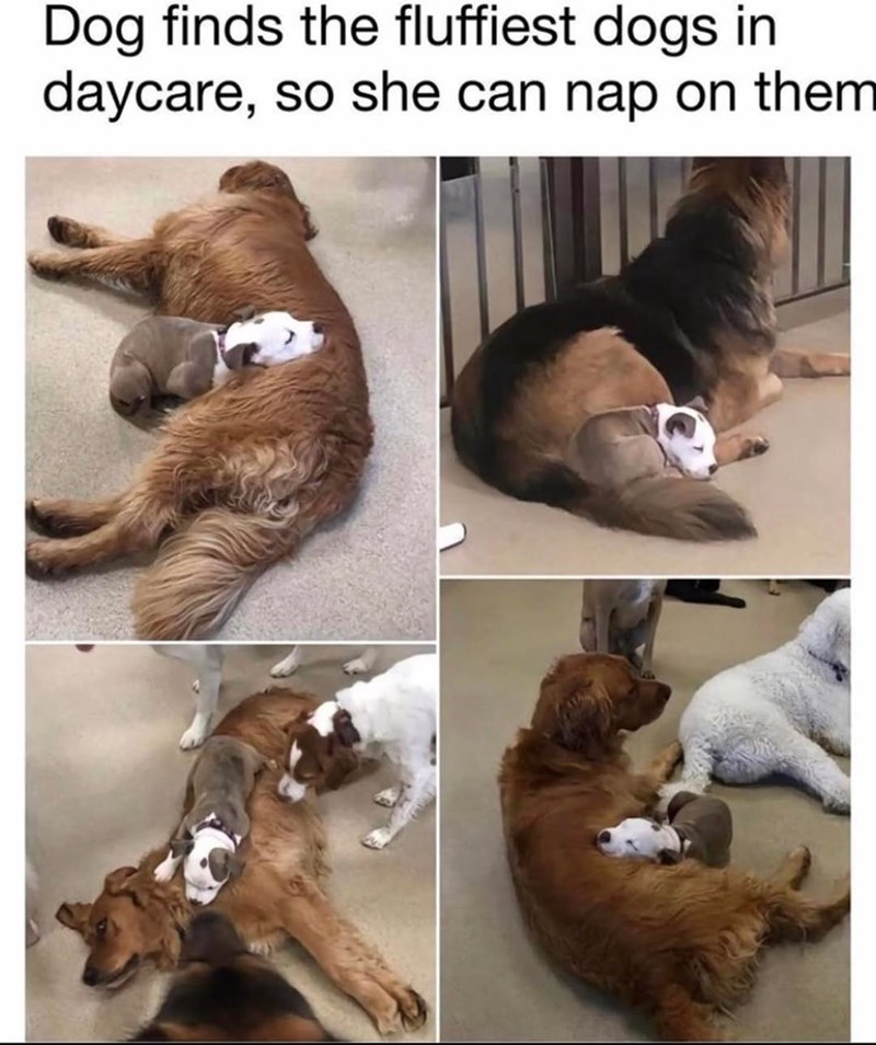 Dog finds the fluffiest dogs in daycare, so she can nap on them