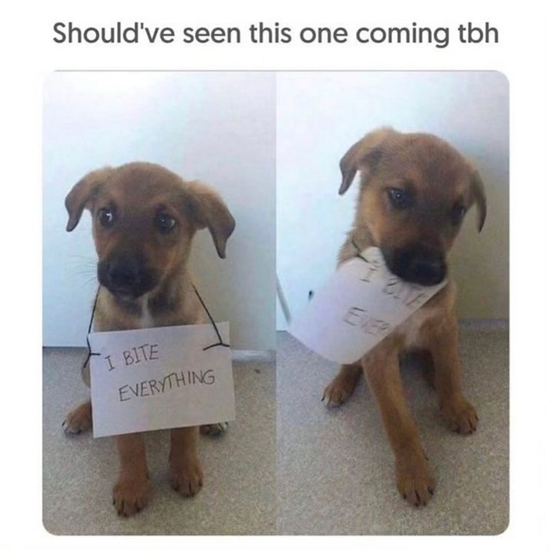 Should've seen this one coming tbh I BITE EVERYTHING
