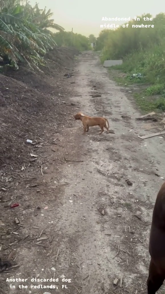 Another discarded dog in the redlands, FL Abandoned in the middle of nowhere