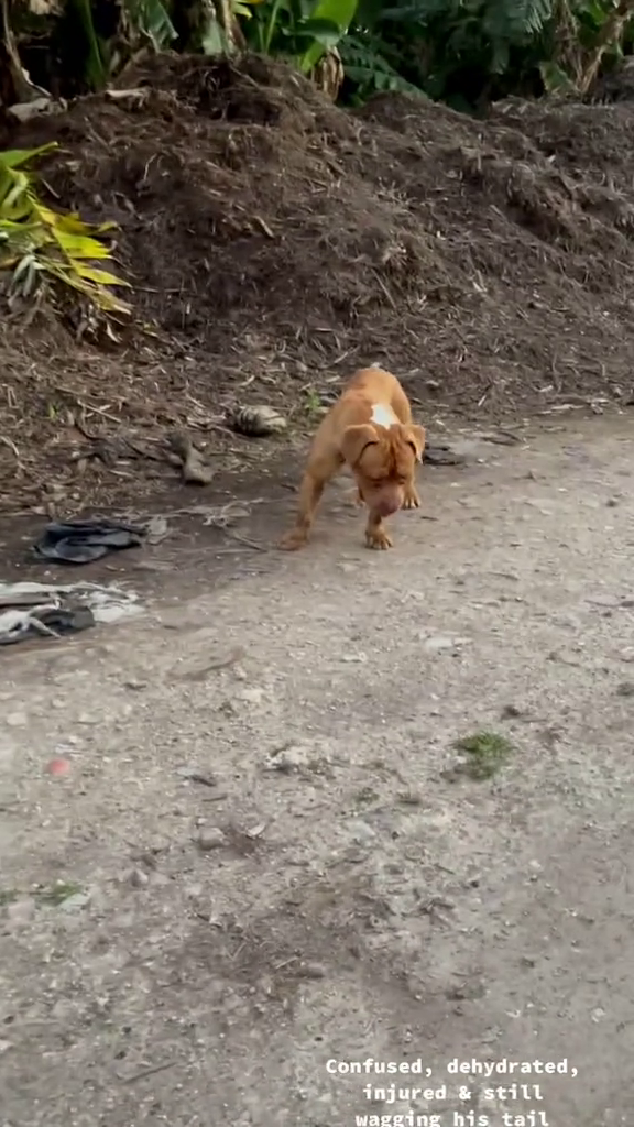Confused, dehydrated, injured & still wagging his tail