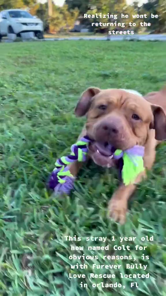 Realizing he wont be returning to the streets This stray 1 year old how named Colt for obvious reasons, is with Furever Bully Love Rescue located in orlando, FL
