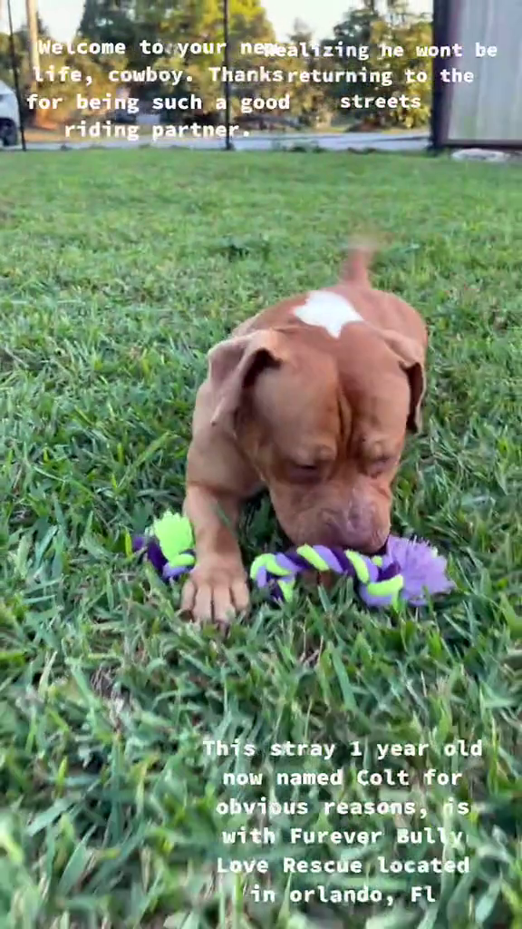 Welcome to your nerealizing he wont be Life, cowboy. Thanks returning to the for being such a good riding partner. streets This stray 1 year old now named Colt for obvious reasons, is with Furever Bully Love Rescue located in orlando, FL