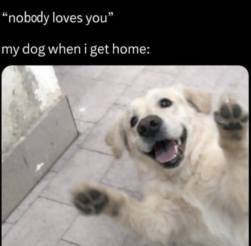 "nobody loves you" my dog when i get home: