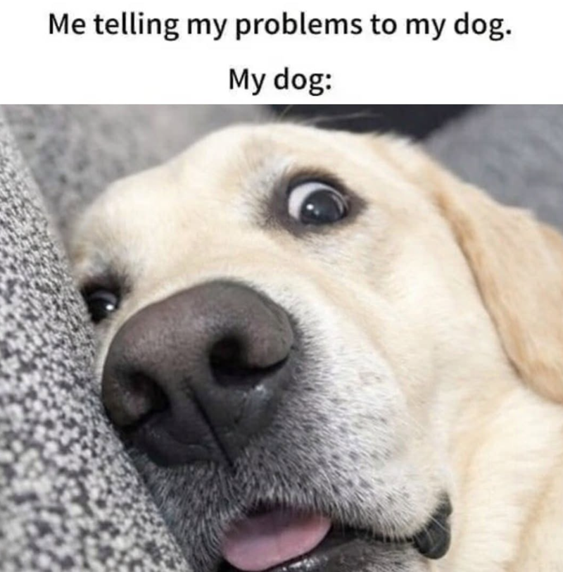 Me telling my problems to my dog. My dog:
