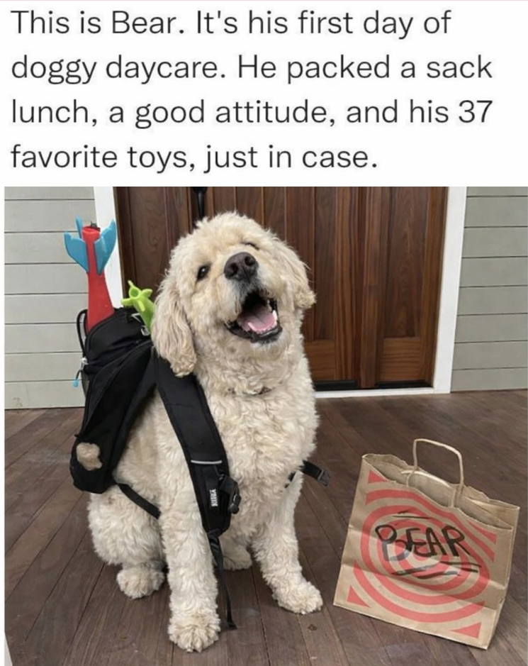 This is Bear. It's his first day of doggy daycare. He packed a sack lunch, a good attitude, and his 37 favorite toys, just in case. YOUN BEAR