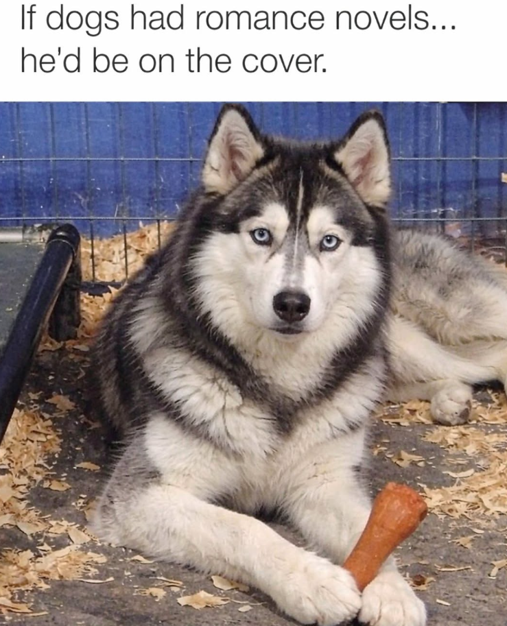 If dogs had romance novels... he'd be on the cover.