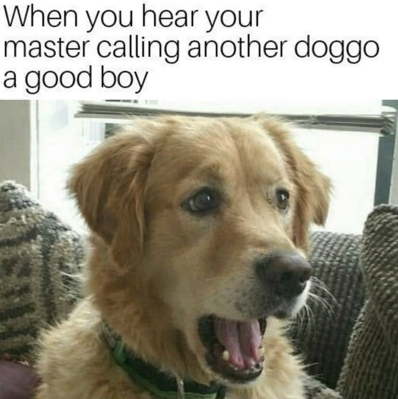 When you hear your master calling another doggo a good boy