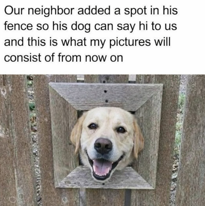 SMATER Our neighbor added a spot in his fence so his dog can say hi to us and this is what my pictures will consist of from now on
