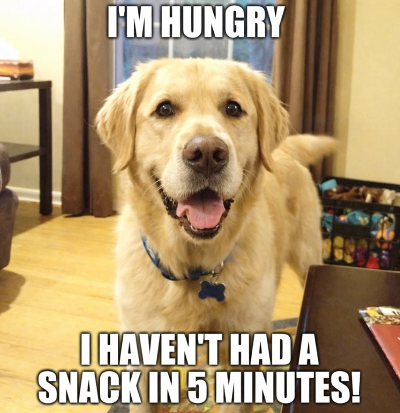 I'M HUNGRY I HAVEN'T HAD A SNACK IN 5 MINUTES!