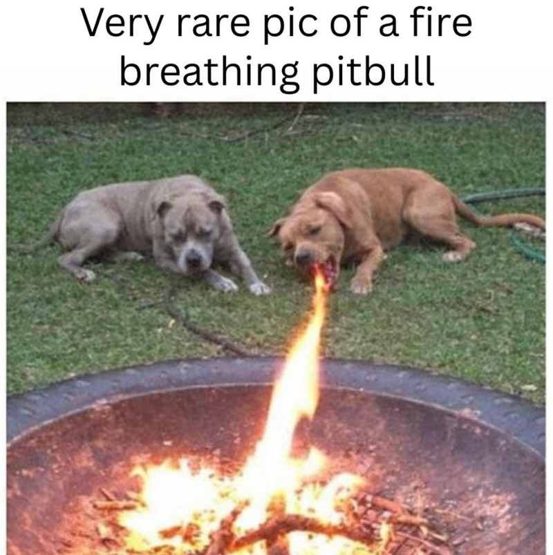Very rare pic of a fire breathing pitbull