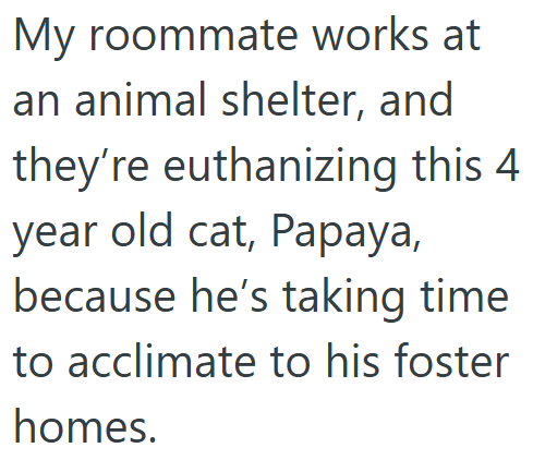 My roommate works at an animal shelter, and they're euthanizing this 4 year old cat, Papaya, because he's taking time to acclimate to his foster homes.