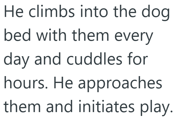 He climbs into the dog bed with them every day and cuddles for hours. He approaches them and initiates play.