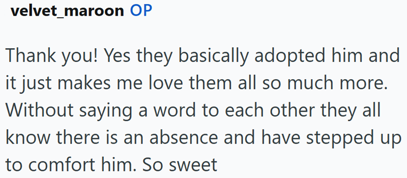 velvet_maroon OP Thank you! Yes they basically adopted him and it just makes me love them all so much more. Without saying a word to each other they all know there is an absence and have stepped up to comfort him. So sweet