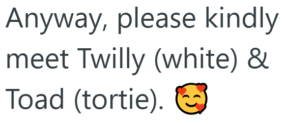 Anyway, please kindly meet Twilly (white) & Toad (tortie).