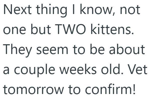 Next thing I know, not one but TWO kittens. They seem to be about a couple weeks old. Vet tomorrow to confirm!
