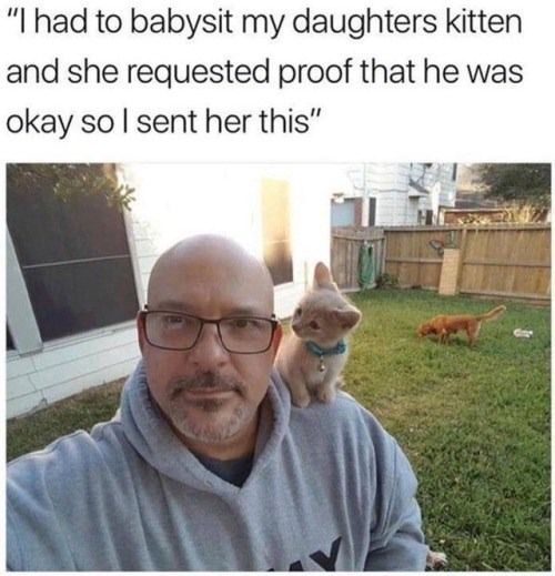 "I had to babysit my daughters kitten and she requested proof that he was okay so I sent her this"