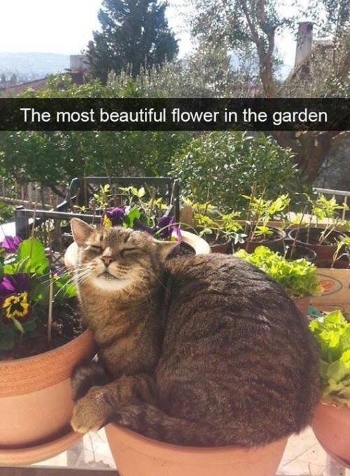 The most beautiful flower in the garden