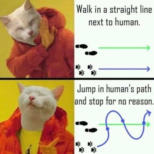 Walk in a straight line next to human. Jump in human's path and stop for no reason. •N