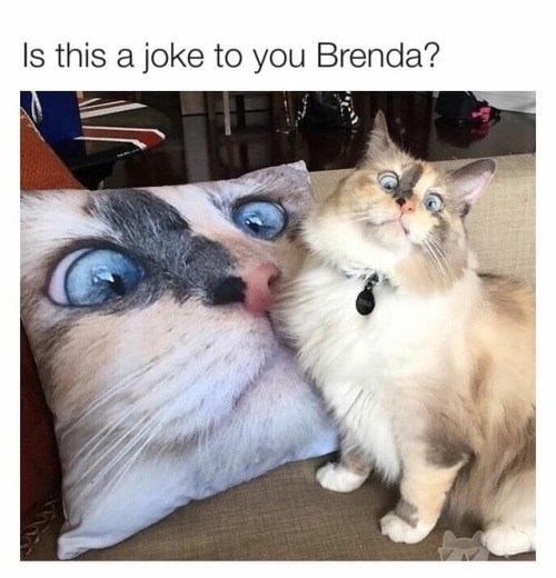 Is this a joke to you Brenda?