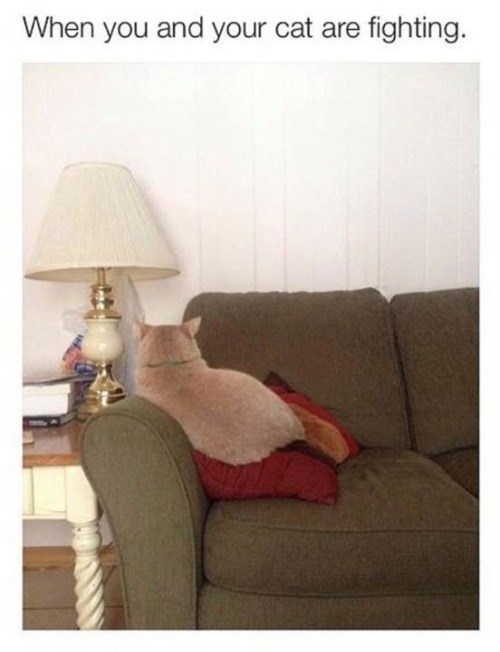 When you and your cat are fighting.