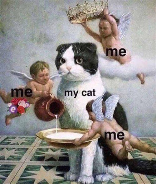 me my cat me me