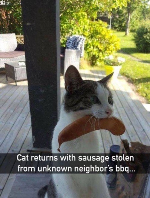 Cat returns with sausage stolen from unknown neighbor's bbq...
