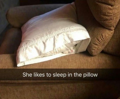 She likes to sleep in the pillow