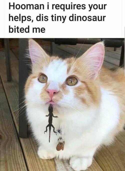Hooman i requires your helps, dis tiny dinosaur bited me