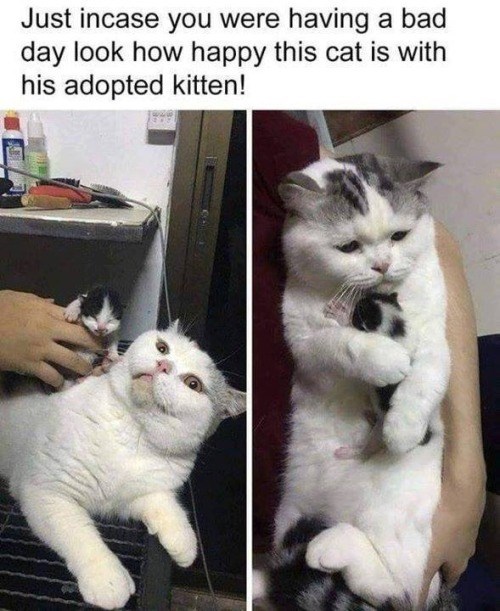 Just incase you were having a bad day look how happy this cat is with his adopted kitten!