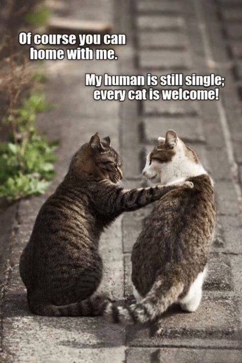 Of course you can home with me. My human is still single; every cat is welcome!