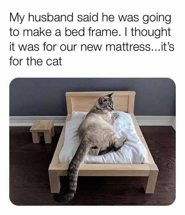 My husband said he was going to make a bed frame. I thought it was for our new mattress...it's for the cat