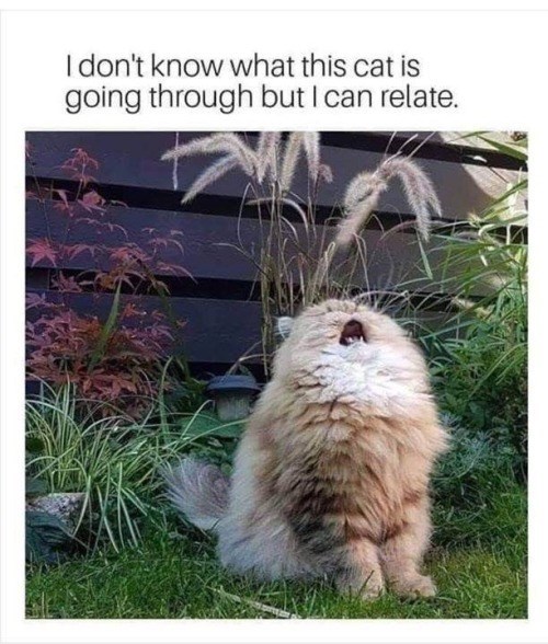 I don't know what this cat is going through but I can relate.