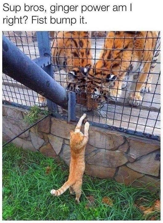 Sup bros, ginger power am I right? Fist bump it.