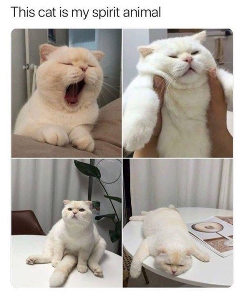 This cat is my spirit animal